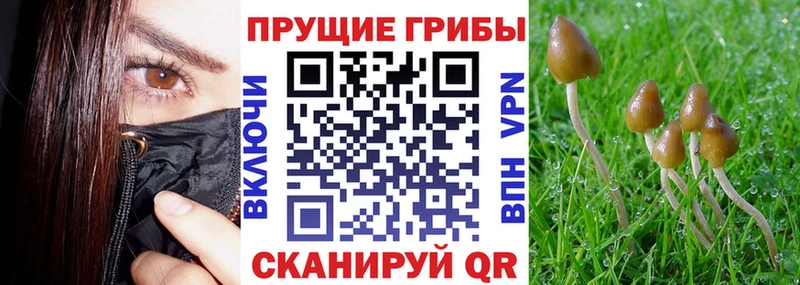 закладка  Полтавская  Галлюциногенные грибы Psilocybe 